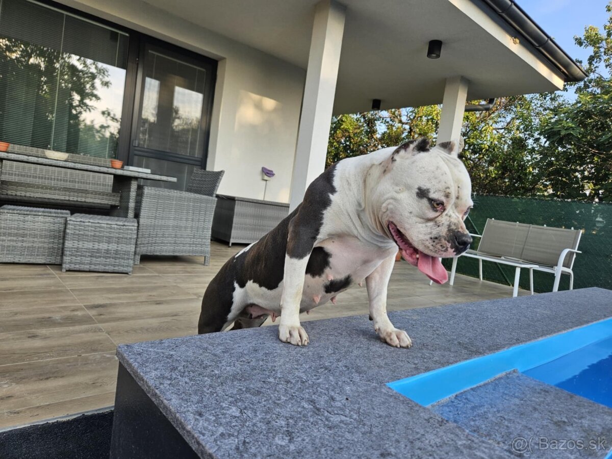 Šteniatká Amerického staffordshire teriéra - Blue - 11