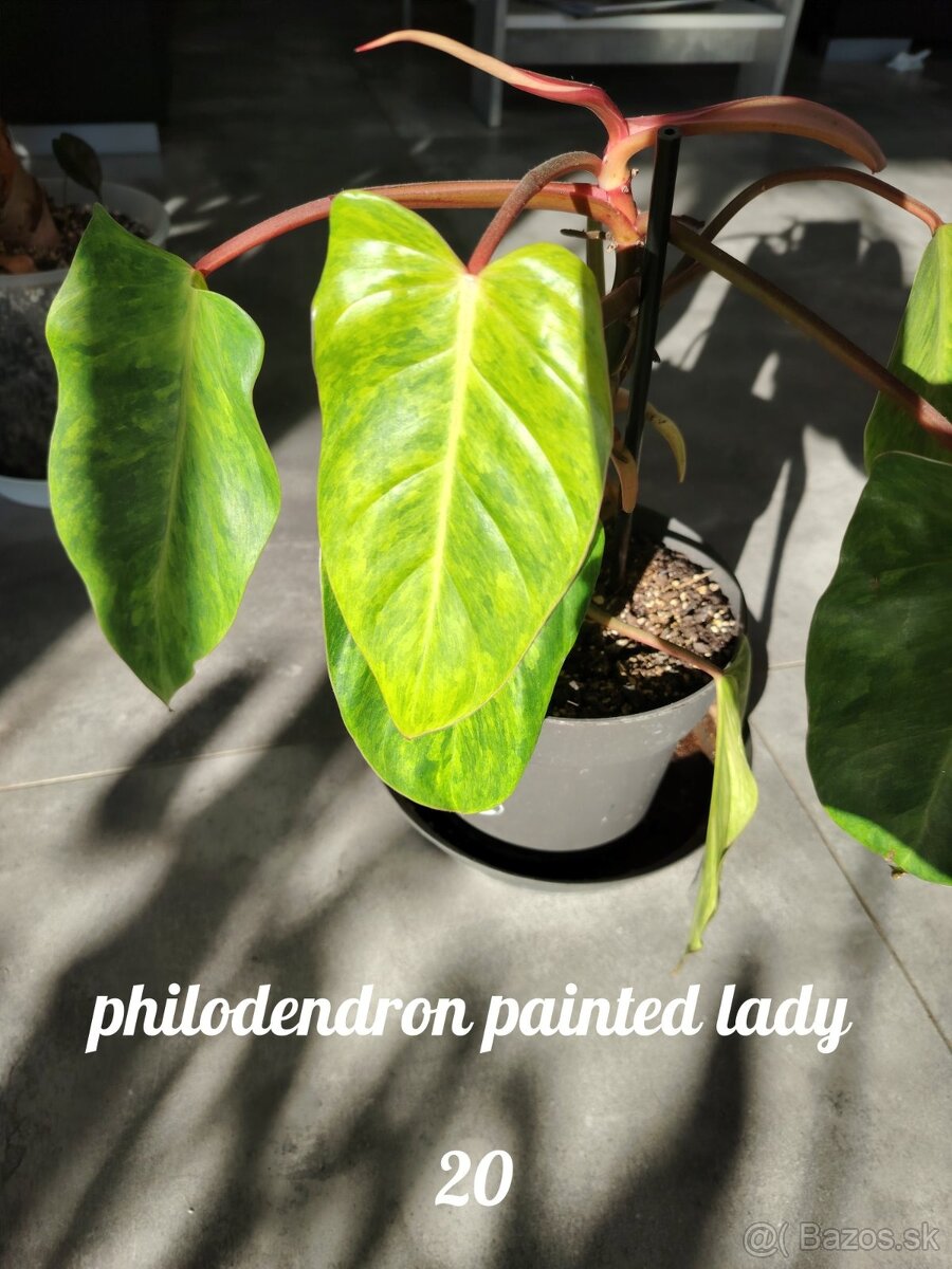 Izbové rastliny - 11