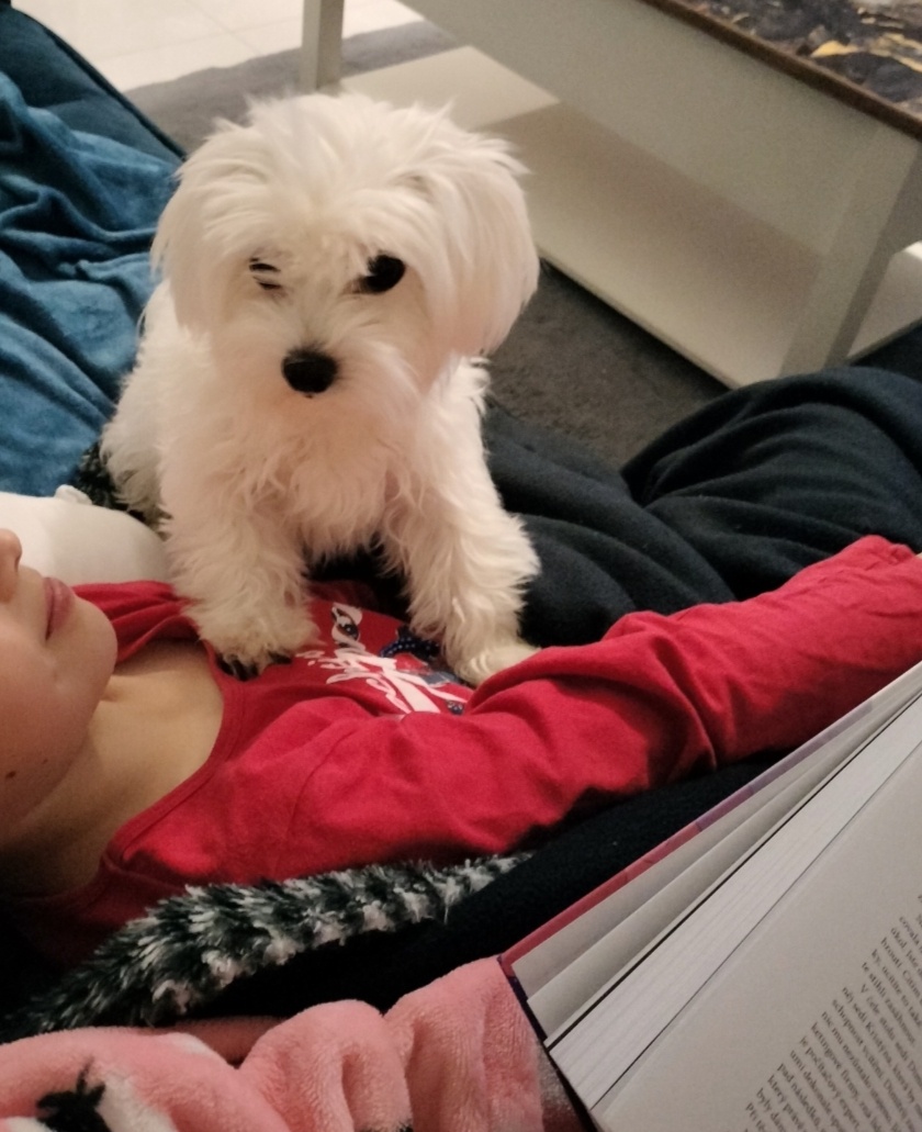 Maltezák fenka - 11