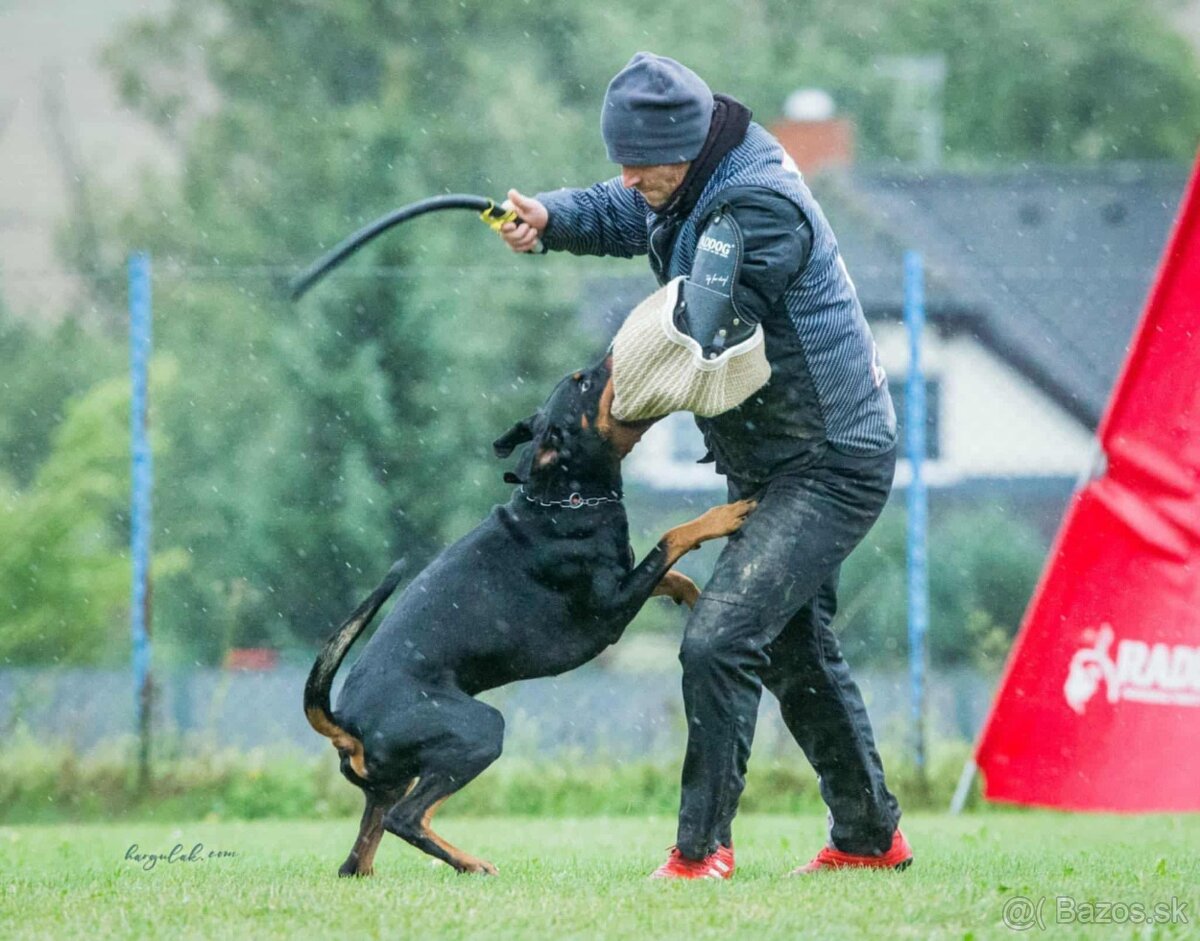 Doberman - štěňata s PP, možnost rezervace - 11