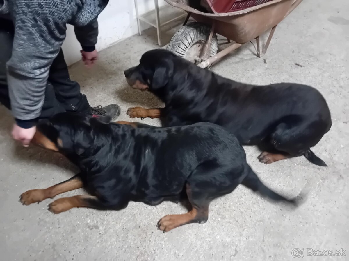 Šteňatá Rottweiler - 11
