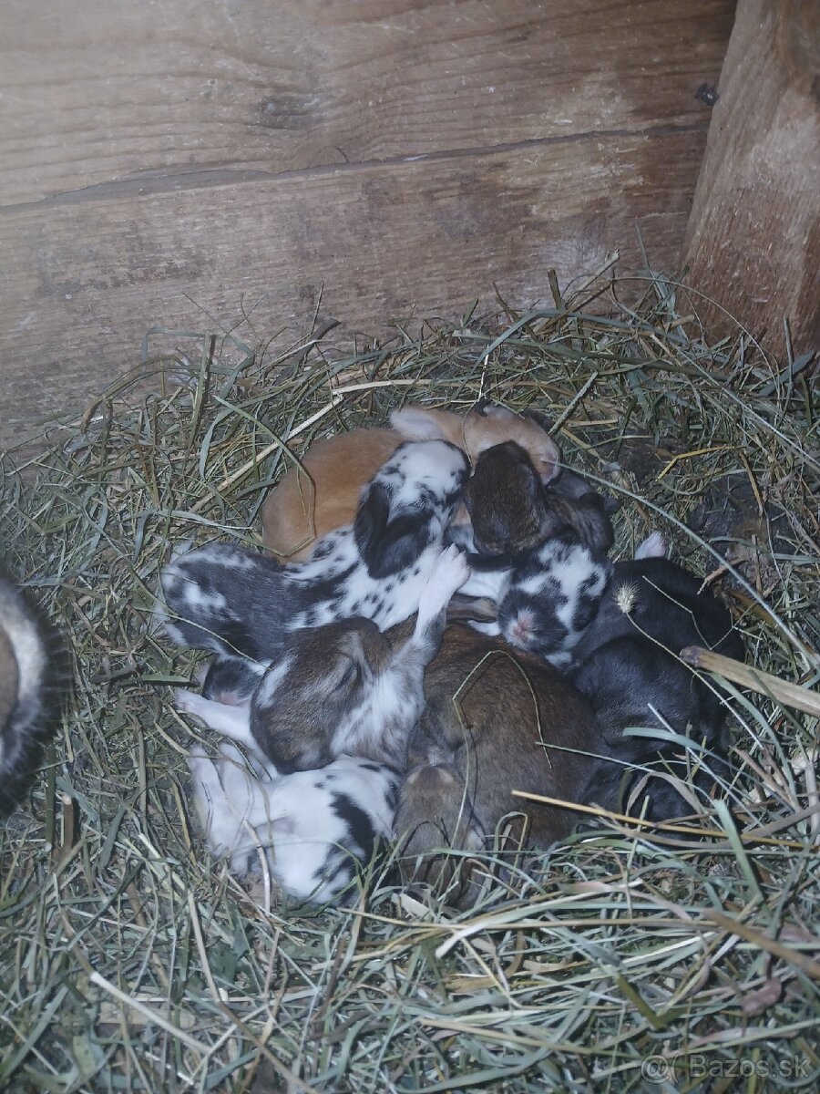 Predám králiky /zajace - 11