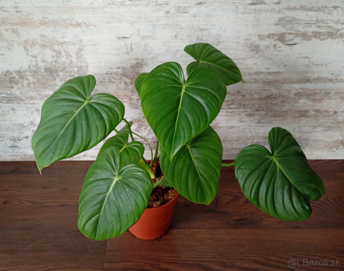 Izbové rastlinky - 11
