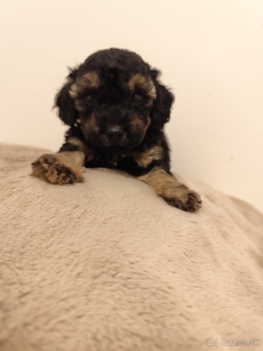 Pudel trpasličí - 11