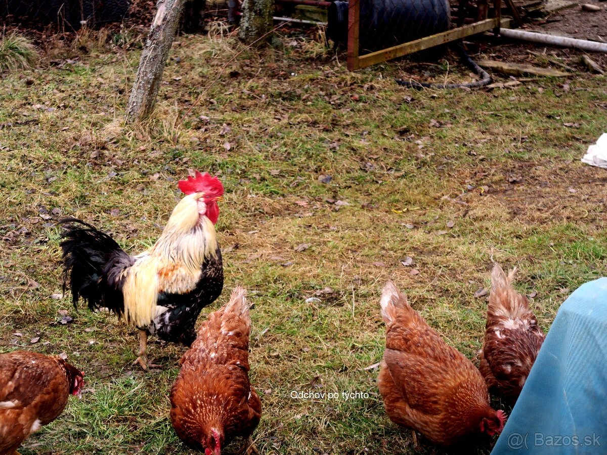 Kohúty - 11