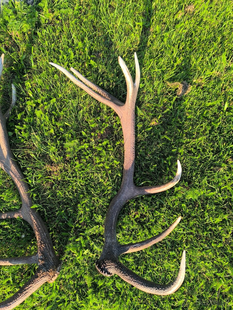 Zhody, parohy, parozie,trofej - 11