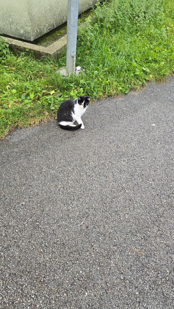 Darujem mačičky - 11