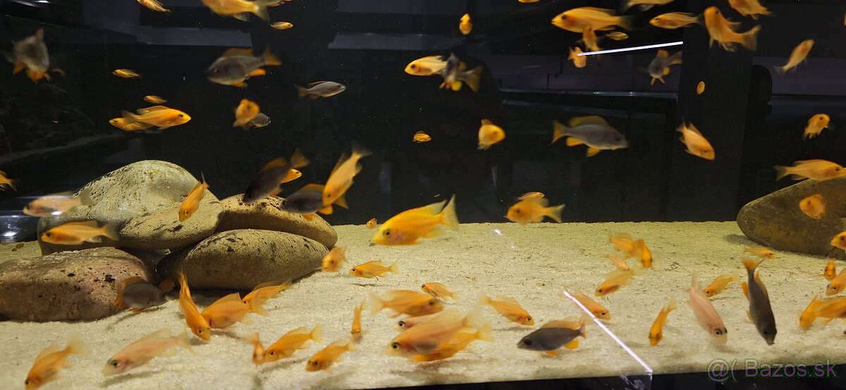 Africke cichlidy malawi - 11