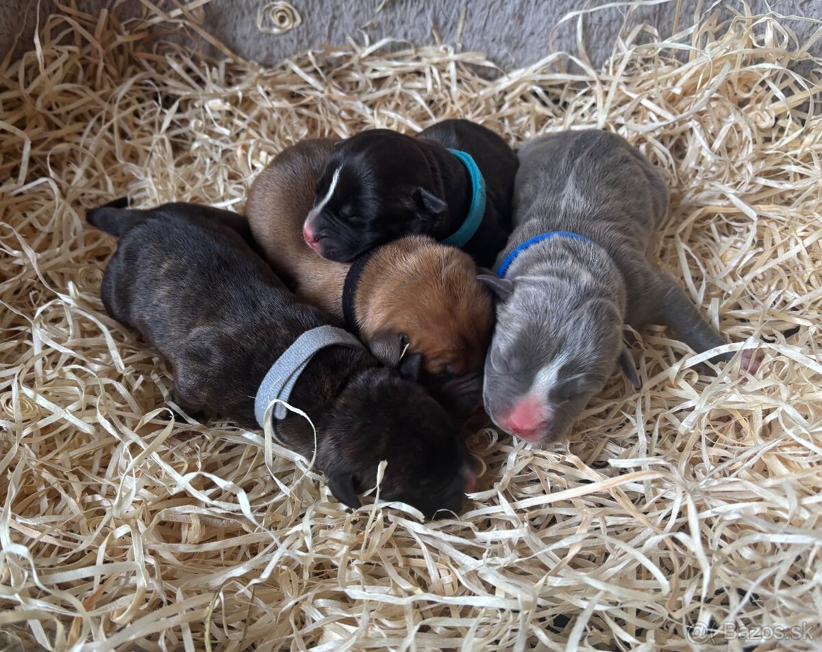 Americký stafordsirsky terier, Stafford, amstaf - 11