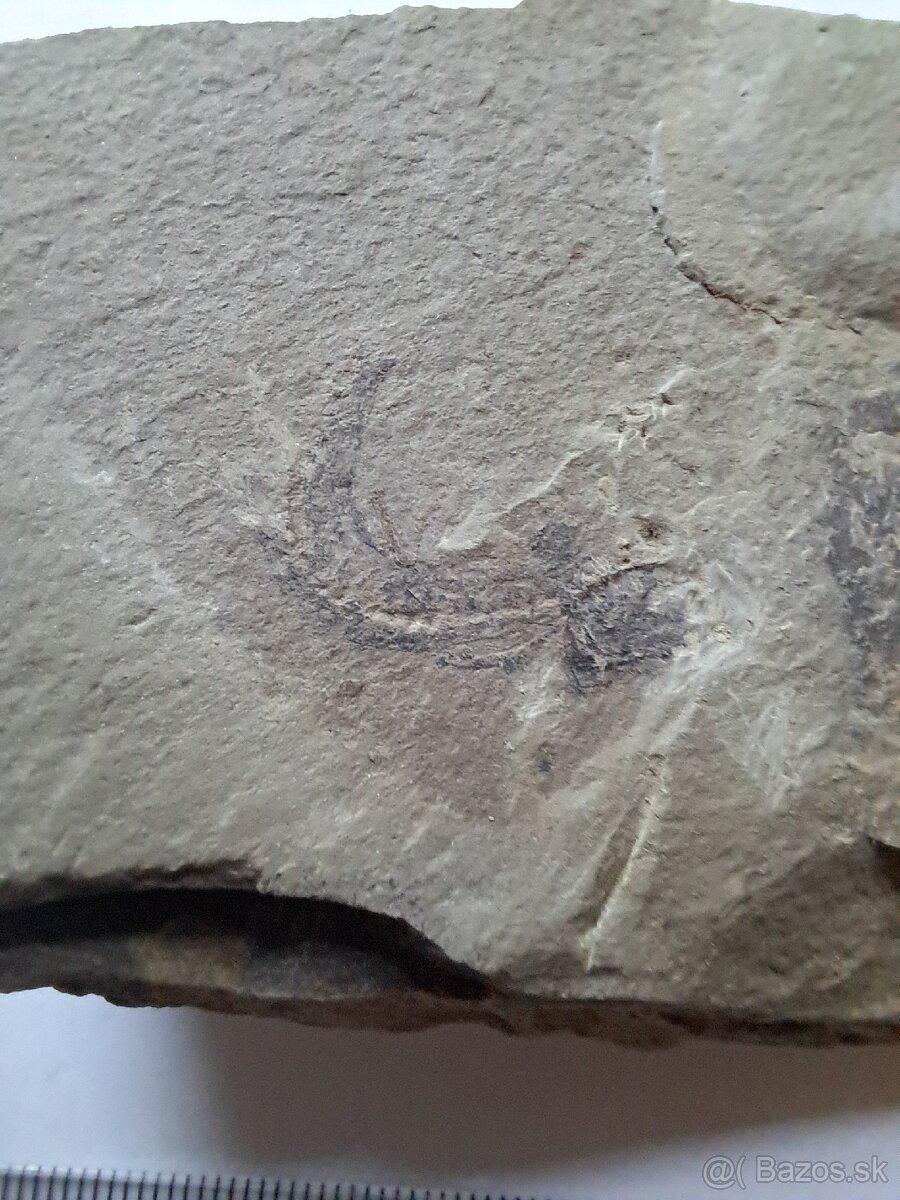 Zbierka fosílií - 11