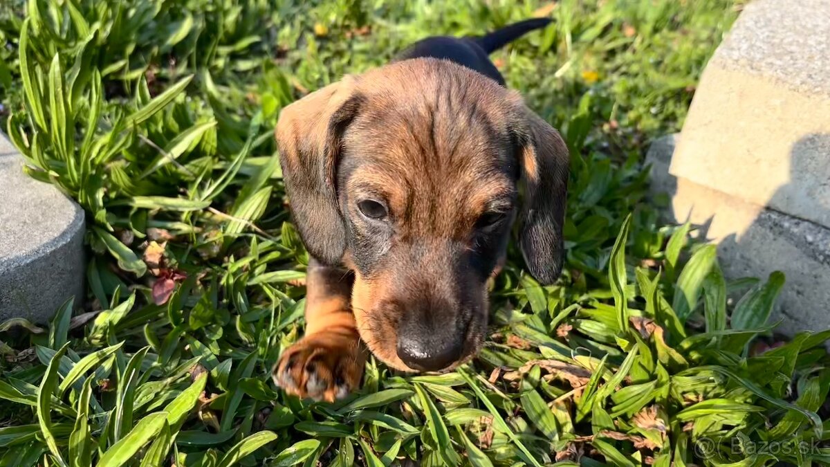 Jezevčík drsnosrstý trpasličí/králičí - 11