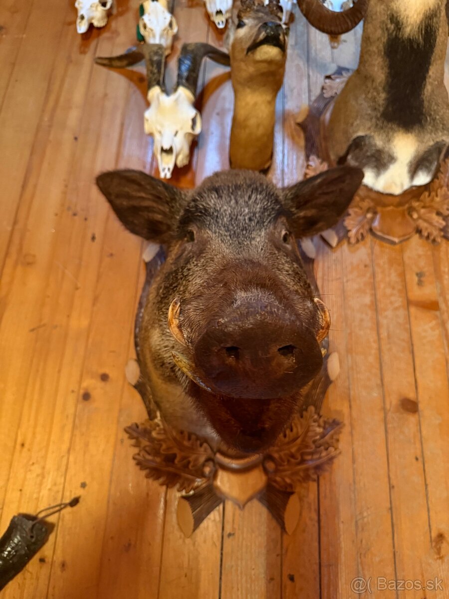 Poľovnícke trofeje - 11