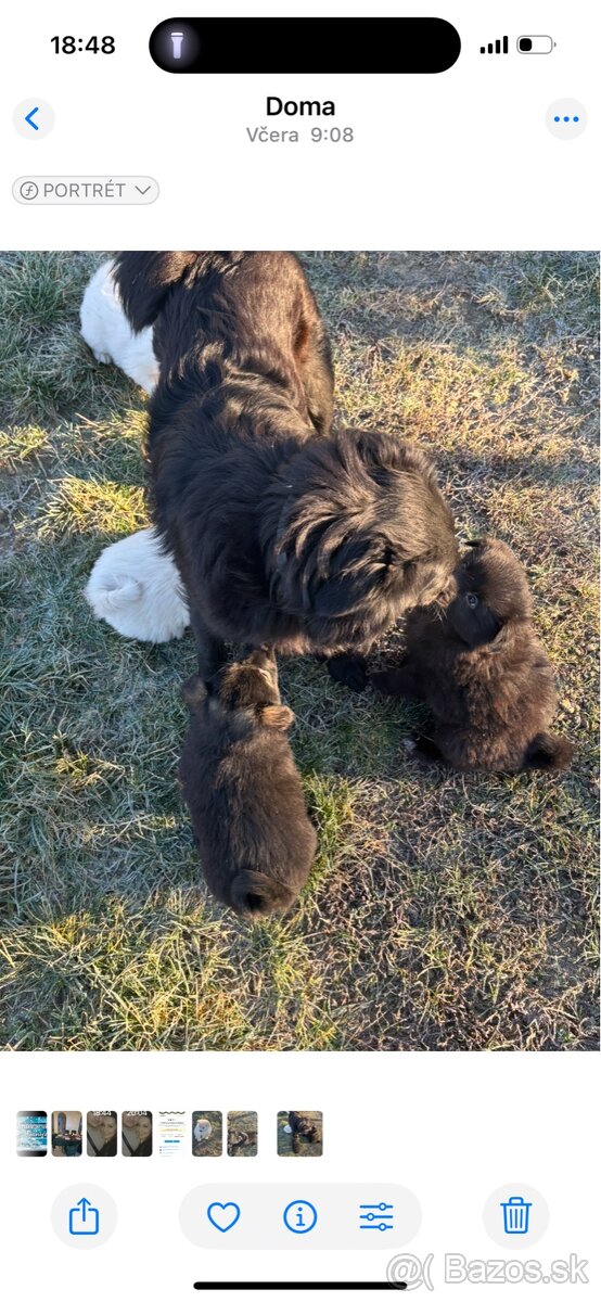 Šteniatka hľadaju domov - 11