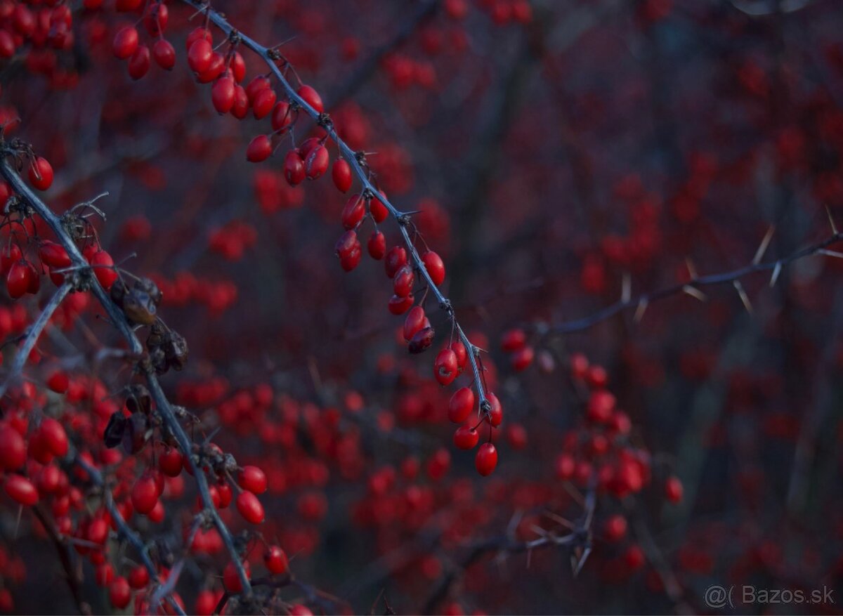 Canon eos Mark ll - 11