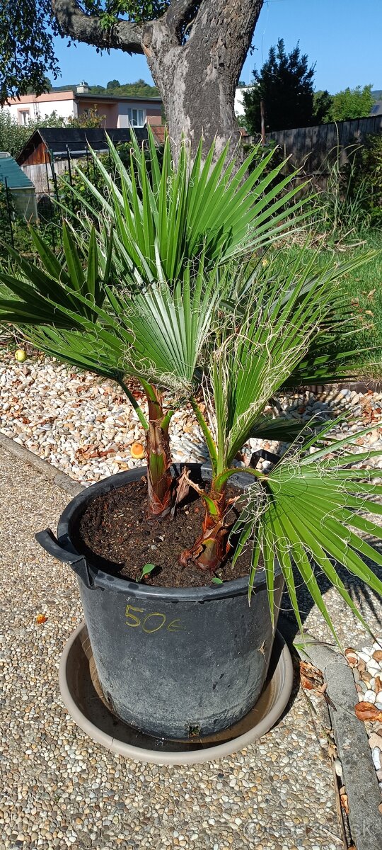 3,5 ročné palmy Trachycarpus Fortunei - 11