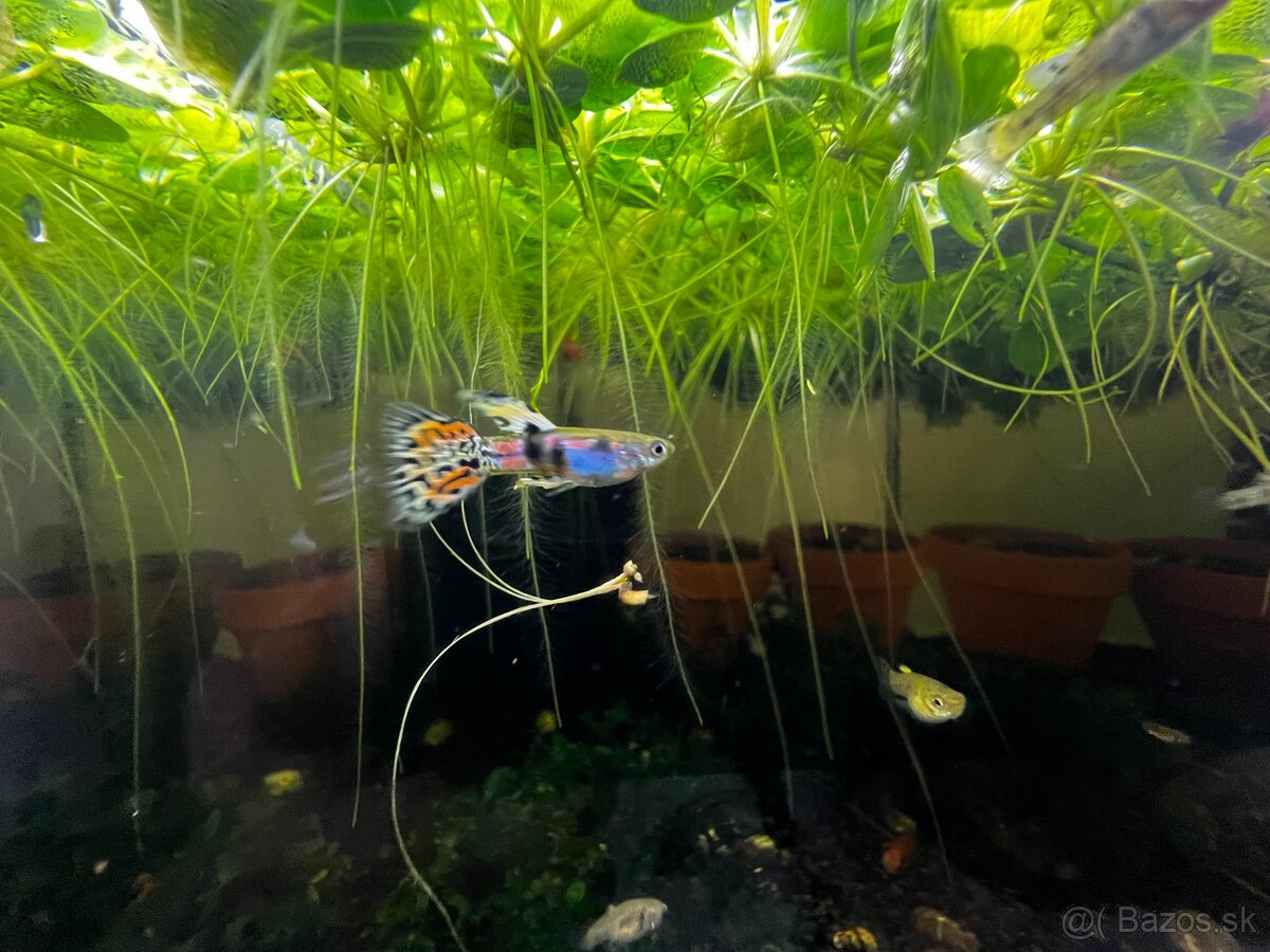 Gupky | Endlerky | Živorodky (NR) - 11