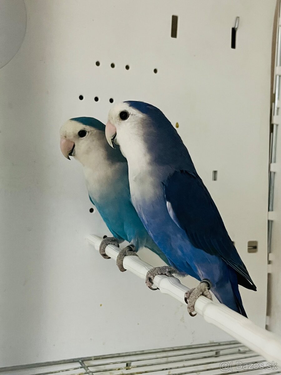 Agapornis Roseicollis - 11