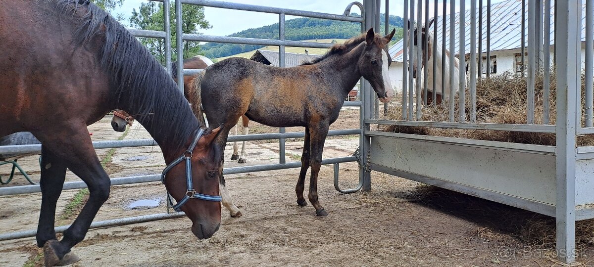 Zrebec pre sezonu 2026, pony - 11