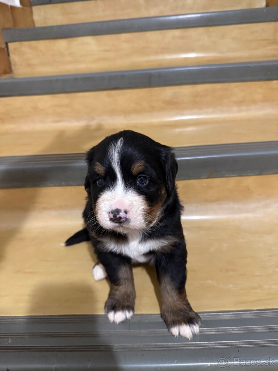 Bernsky salašnicky pes šteniatka - 11