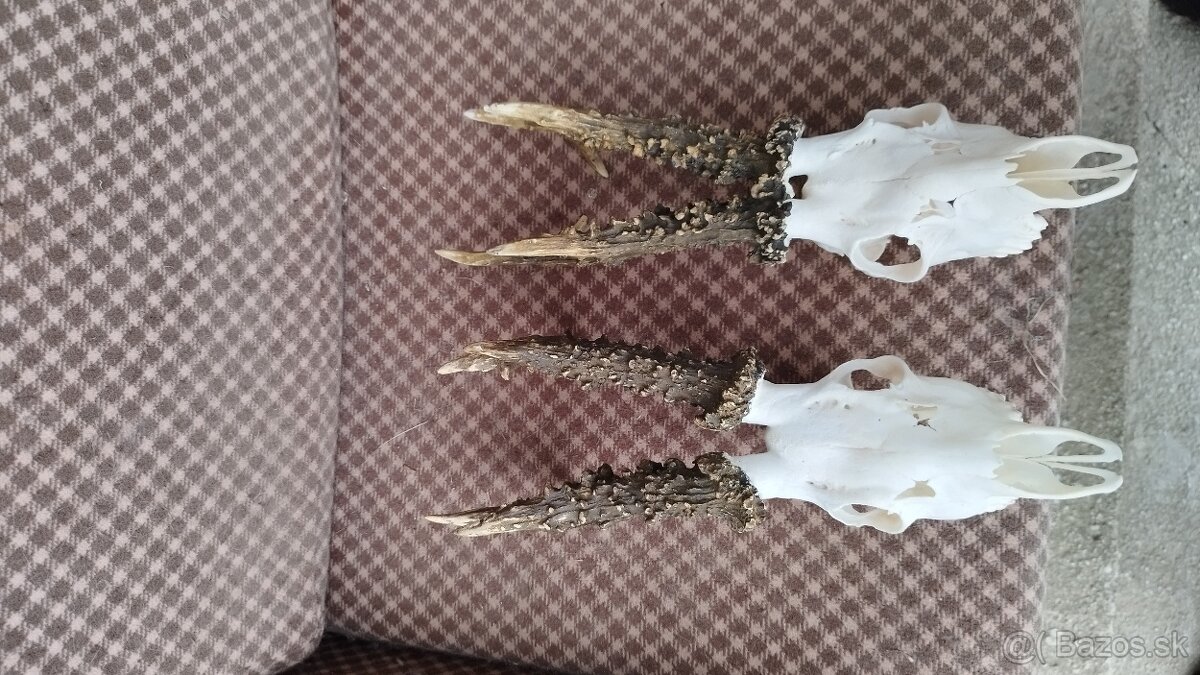 Ponúkame na predaj odliatky zlatých srncou Parožie zhody tr - 11