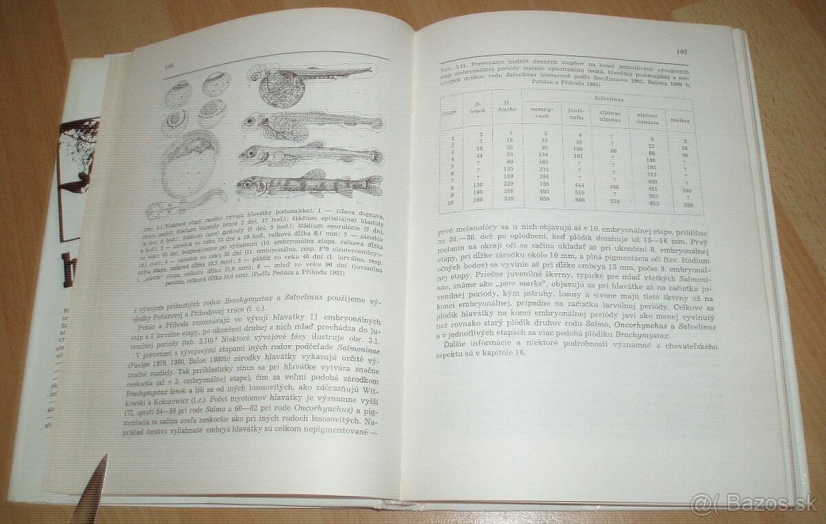 Hlavátka - 11