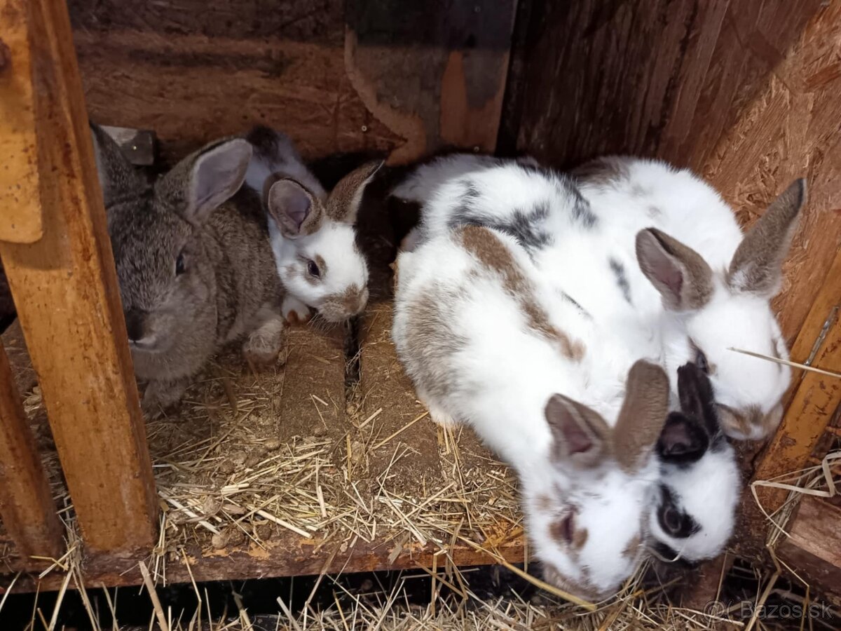 Králiky, zajace - 11