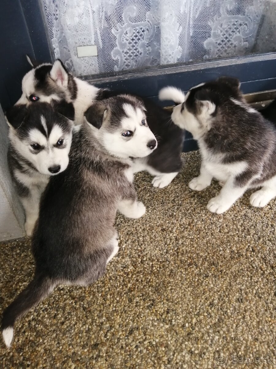 Sibirsky húsky - 11