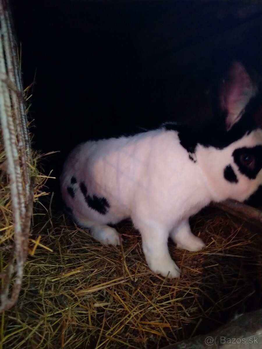 Nemecký obrovitý strakáč - 11