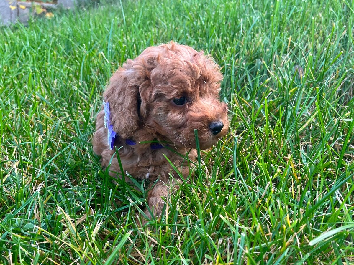 Pudel / pudlík - trpaslíči, šteniatka chlapci - 11