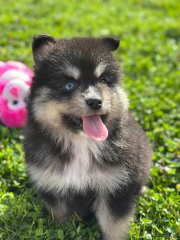Pomsky / Pomeranian / Husky - 11