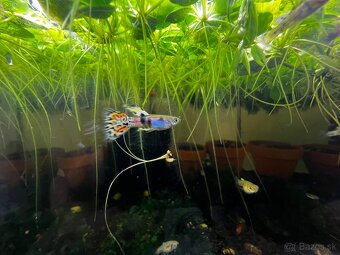 Gupky | Endlerky | Živorodky (NR) - 11