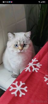 Britská krátkosrstá mačka - 11