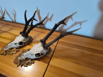 Trofeje srnca - 11
