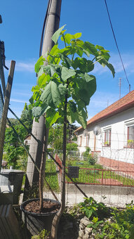 Cisarsky strom Paulownia a Aloe vera - 11