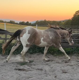 Zrebce Pripúšťanie - 11