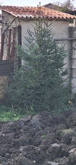 Živé smreky🎄 ako Vianočný stromček🎄 - 11