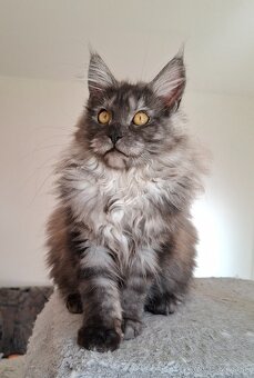 MAINE COON - Mainská mývalia s PP - 11