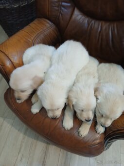 Predám šteniatka Zlatý retriver - 11