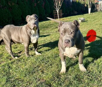 American Bully XL - 11