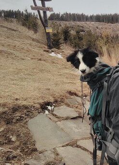 Border Kólia s PP - plánovaný vrh - šteniatka - 11