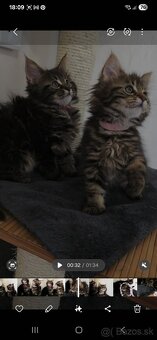 Maine Coon - 11