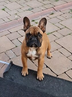 Francouzsky buldoček s PP - sučky - 11