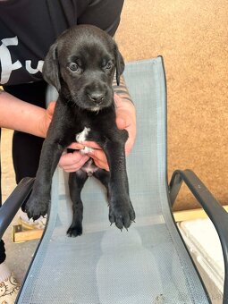 🐶 Šteniatka – krížence, len do dobrých rúk - 11