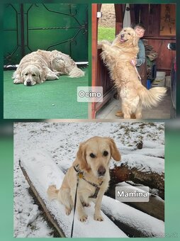 Zlatý retriever šteniatka - 11