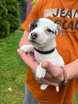Tricolor Jack Russell šteniatka - 11