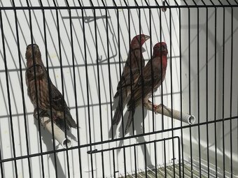 Kanariky a mexické hyle - 11