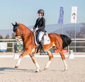 Welsh cob valach na predaj - 11