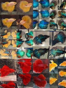 Betta Splendens - Bojovnica Pestrá. - 11