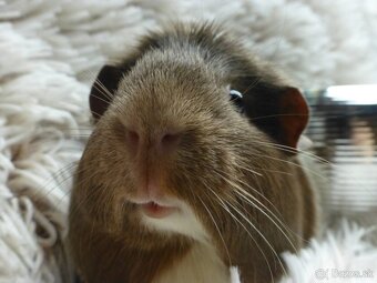 Ušľachtilé morčiatka - 11