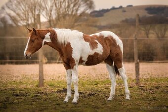 American Paint Horse - 11